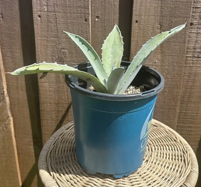 Blue Agave (Agave tequilana)  Tequila Agave or Weber Azul | eBay
