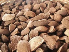 In Shell Brazil Nuts - 5 lb. - Treasured Harvest Brand