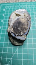 Blue Forest Petrified Wood Eden Valley And Limbcasts