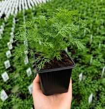 Fresh Dill Herb Plant – Healthy Young Seedling | Culinary