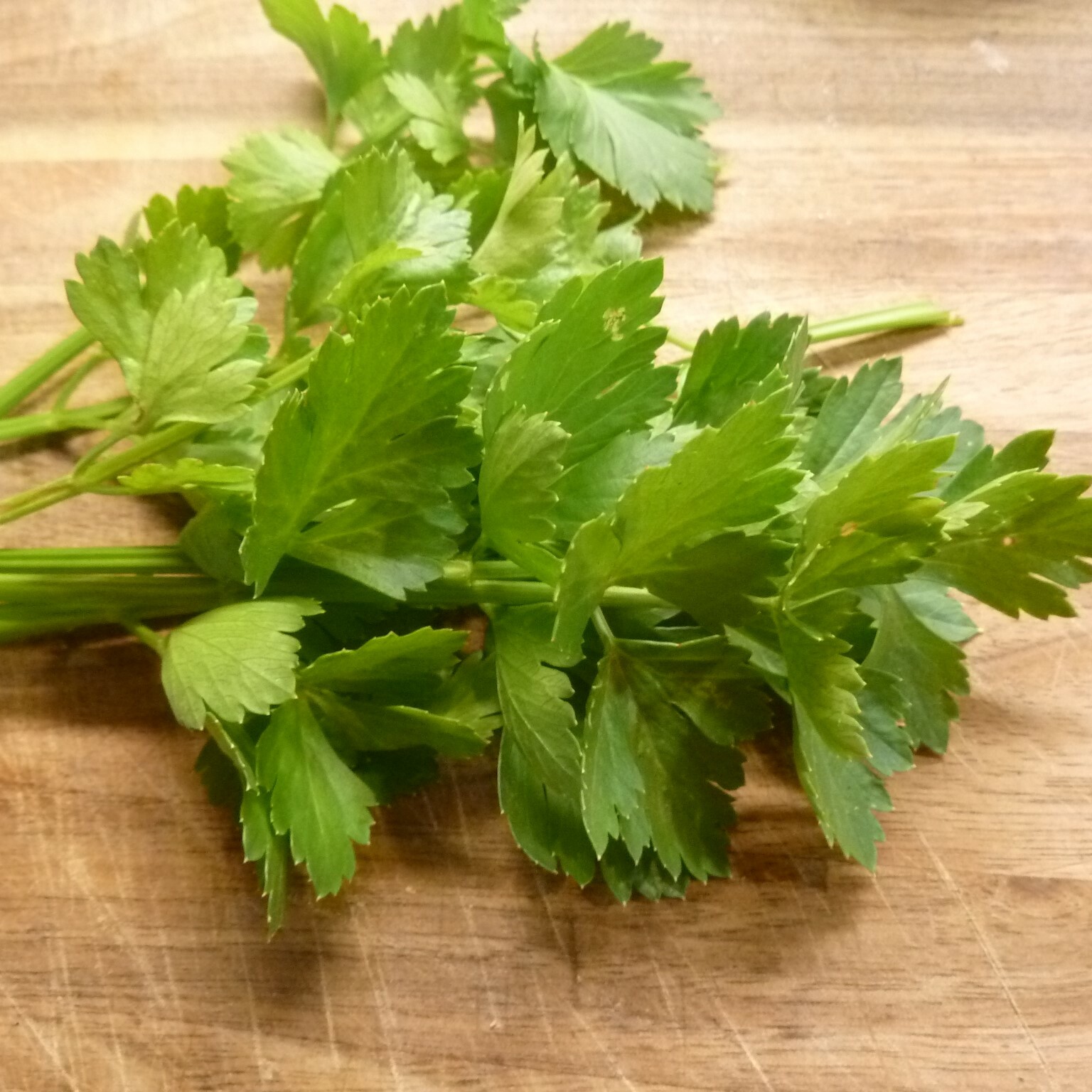 LEAF CELERY Amsterdam 500 Seeds HEIRLOOM vegetable COMPACT plant