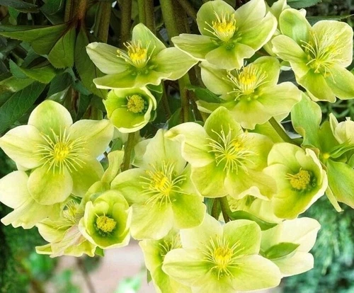 Snow Love Winter Magic. HELLEBORE Live plant with roots. 