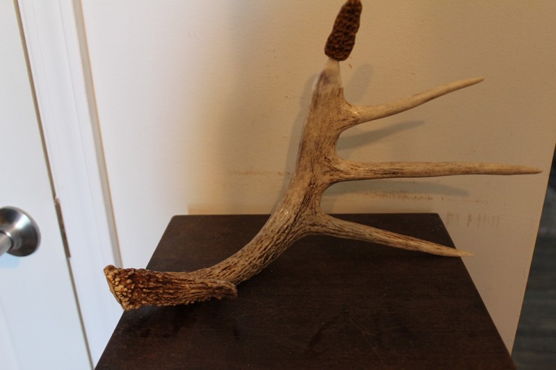 Carved Yellow Morel Mushroom on a 5 Point Shed Whitetail Antler Main Beam