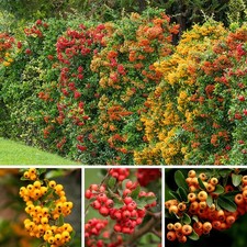Piracanta "Pyracantha Coccinea" Agazzino pianta da siepe sempreverde vaso 2 lt