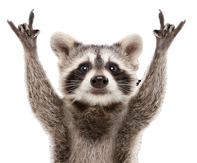 Rock n Roll Racoon sticker weatherproof bumper vinyl decal