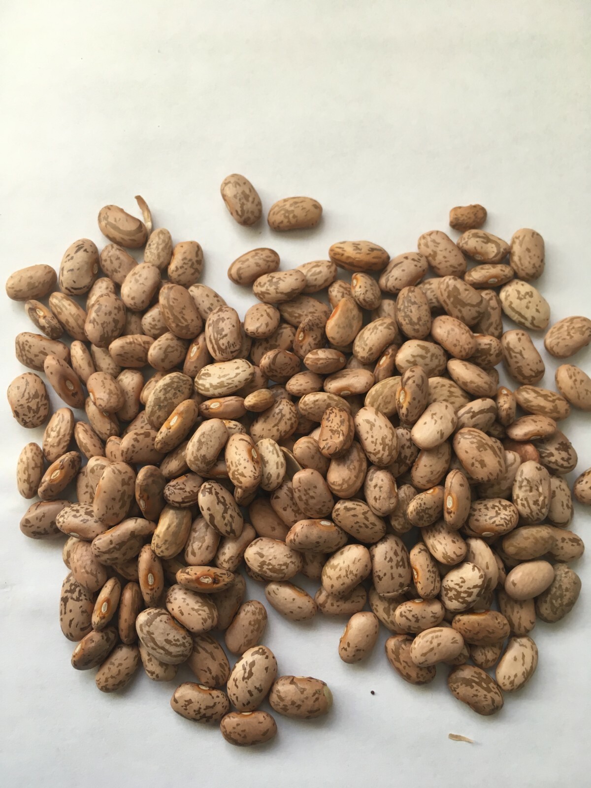 Survival seeds 200+ Organic sprouting Pinto Beans Prepper SHTF Garden eBay