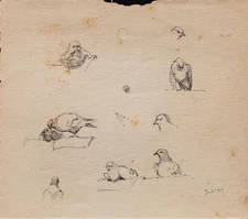 Wilhelm Danz Doves Birds Animal Study Unique Pencil Drawing 1939