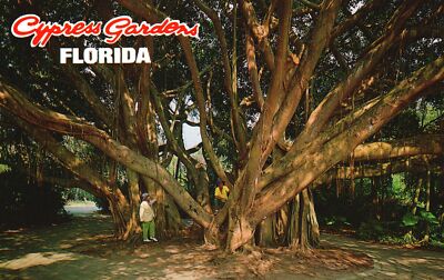 The Banyan Tree Cypress Garden Most Curious Roots Florida FL Vintage Postcard