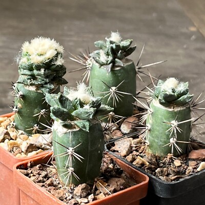 10-833. Cactus hybrid (scaph x agavoides) grafted. 4 pieces.