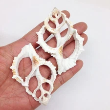 10 PC Center Cut Common Frog, Maple Leaf Sea Shells, 2 Inch ~ 2-1/2 Inch