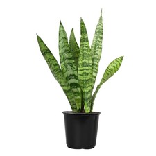 Live Snake Plant, Sansevieria Zeylanica, Indoor House Plant In Pot,