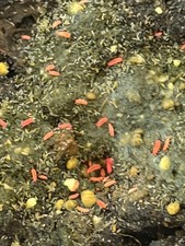 100 Thai Red Springtail Culture