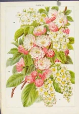 Original Old Antique Print Erica Mediterra Fine Art Flower Plant
