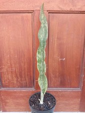 Real Picture Sansevieria Pemba Mozambique Rare Uniqe Snake Plant
