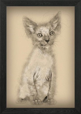 Kätzchen Lykoi Katze 7 Wochen o Gerahmtes Wandbild Poster Leinwanddruck Bild