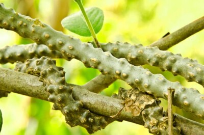 Dried Tinospora Crispa