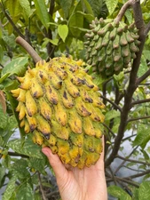 Rare Rollinia- seeds, fresh, organic