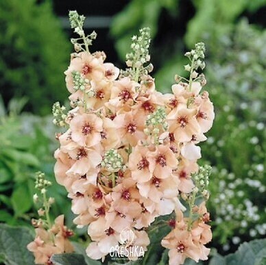 Königskerze Samen Verbascus Goliath. Farbenmix Blumen. SAMEN 100 STK.