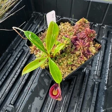 Nepenthes jamban - Seed Grown Plant - JH