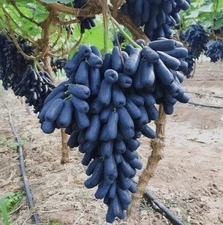 100++ Table Grape Seedss (Vitis vinifera) var. Moondrop Grape