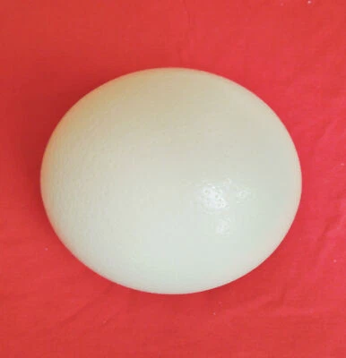 Genuine Blown Ostrich Egg Unusual Gift