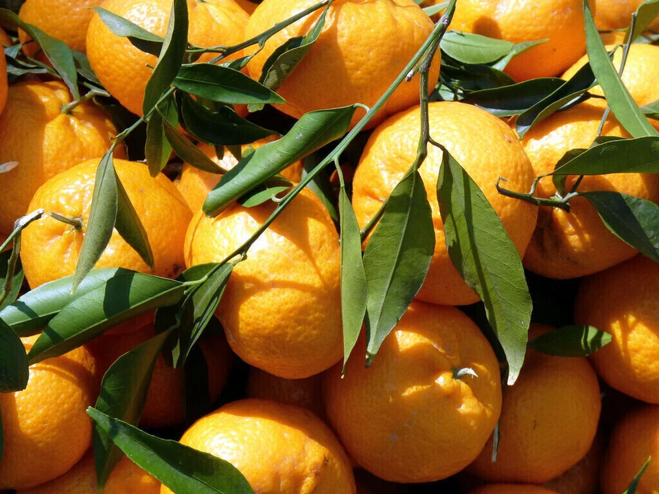 WHITE 10 GRAINES DE mandarine Citrus reticulata Blanco+ CADEAU GRATUIT