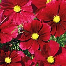 5 X Cosmos Red LARGE Plug Plants. 'Rubenza.' Cottage Garden.