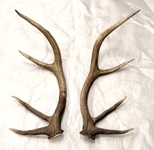 elk antler set crafts antlers carving decor home cabin rustic taxidermy gift