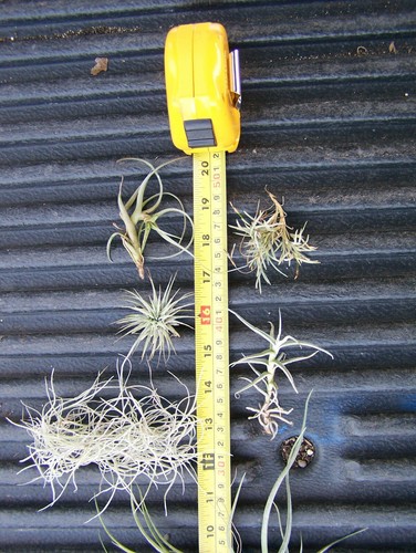 Variety Pack Bromeliad Tillandsia Air Plant orchid epiphyte cactus voodoo dragon - Picture 4 of 5