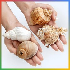 4PCS Hermit Crab Shells 2 3.5'' Large 1 1.5'' Opening Seashells