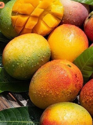 Mango Keitt Tree / 1 @ 1.5 ft / Live Tropical Fruit Tree / Sweet and Juicy