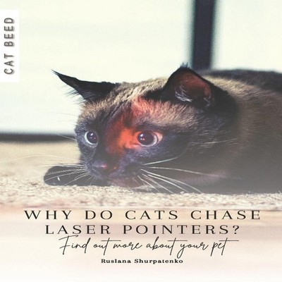 Why do cats chase laser pointers? Find out more about your pet Ru