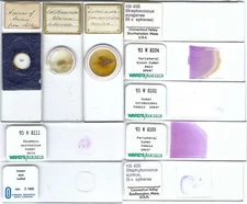 Assorted Microscope Slides (Z)