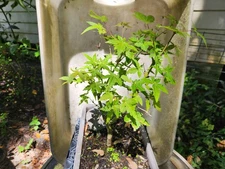 Japanese Green Leaf Maple Acer palmatum ‘Green Leaf’ Bonsai