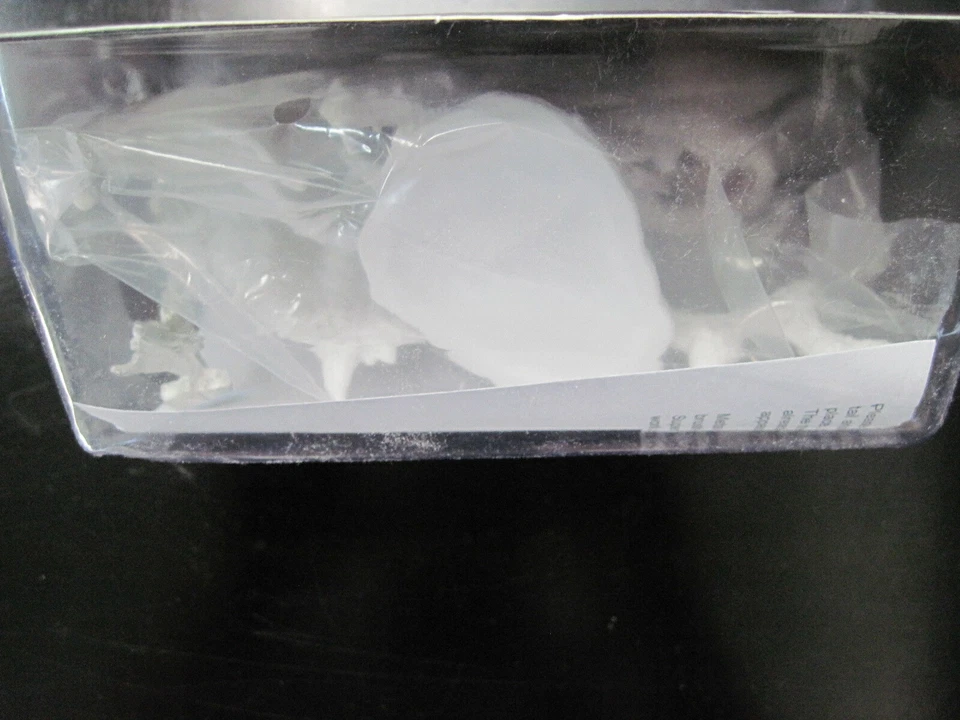 Miniaturas Bones II Kickstarter Verocithrax Dragon Reaper RM77361 Foto 4 de 4