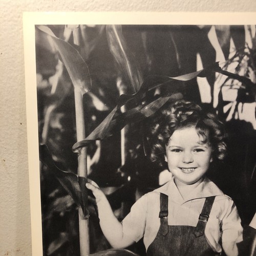 Vintage Shirley Temple Photograph In Corn Field Black And White 8”x10” - Picture 13 of 15