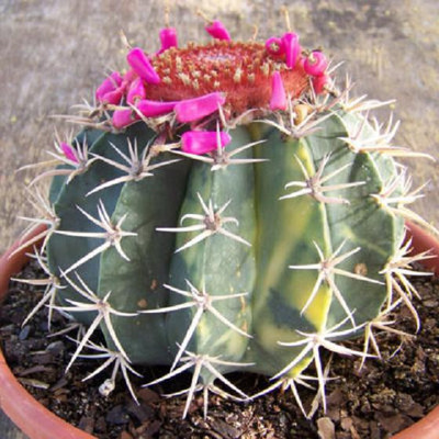 Melocactus salvadorensis variegated exotic cactus collection seed cacti 20  SEEDS | eBay