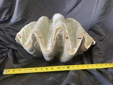 Giant Clam Shell matching pair tridacna gigas 19x12x8