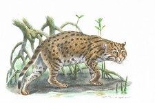 Ryba kot drapieżniki kocie - obraz z nadrukiem artystycznym - 25,5 x 17,5 cm