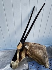East African Fringe-Eared Oryx Mount - Authentic African Taxidermy