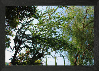 Wind Bäume gerahmtes Wandbild Poster Leinwanddruck Bild