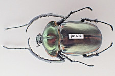 j81692. Unmounted insect: Cherirotonus jansoni. North Vietnam. 65mm?