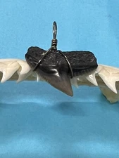 SHARK TOOTH PENDANT…7/8 Inch Fossilized TIGER Shark Tooth from Venice Florida 