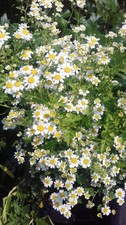 2  Feverfew Plants (Tanacetum Parthenium aureum)  9 cm