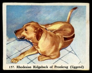 RHODESIAN RIDGEBACK Hound Dog Full Speed Cigarette Card - Dutch c. 1954