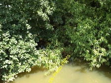 Photo 12x8 Little Ouse River off Thelnetham Road Blo' Norton  c2016