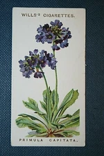 PRIMULA CAPITATA   Vintage 1913 Illustrated Botanical Card  FE08M
