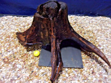 XX-Large Driftwood Mounted on Slate 13"x26"x21" Aquarium Reptile Natural Art