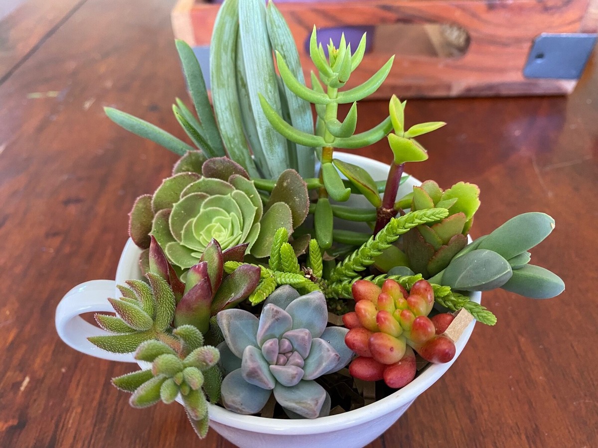 12 Assorted Varieties Live Succulent Cuttings Garden Starter Plants cactus  | eBay