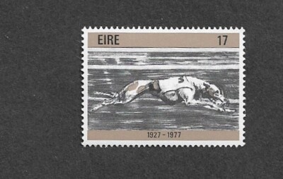 Greyhound Stadium Irish Dog Racing Ireland Dogs Greyhound